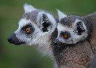 4 - Lemur and Pup .jpg